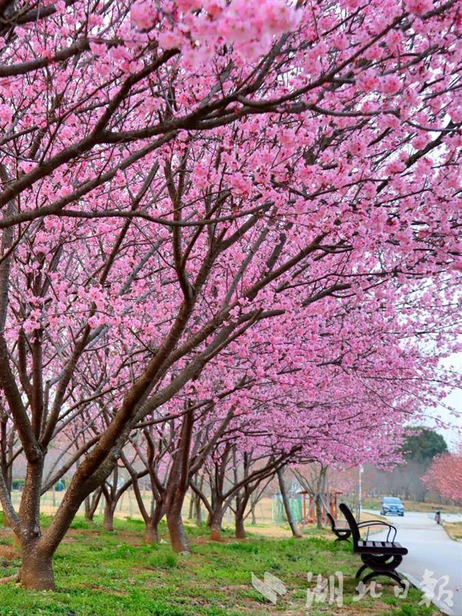 湖北省多景区推出赏花特色活动和惠民举措