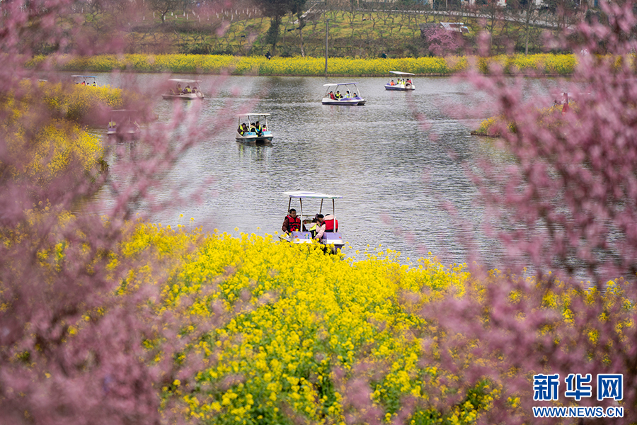 重庆巴南：花海踏春景如画