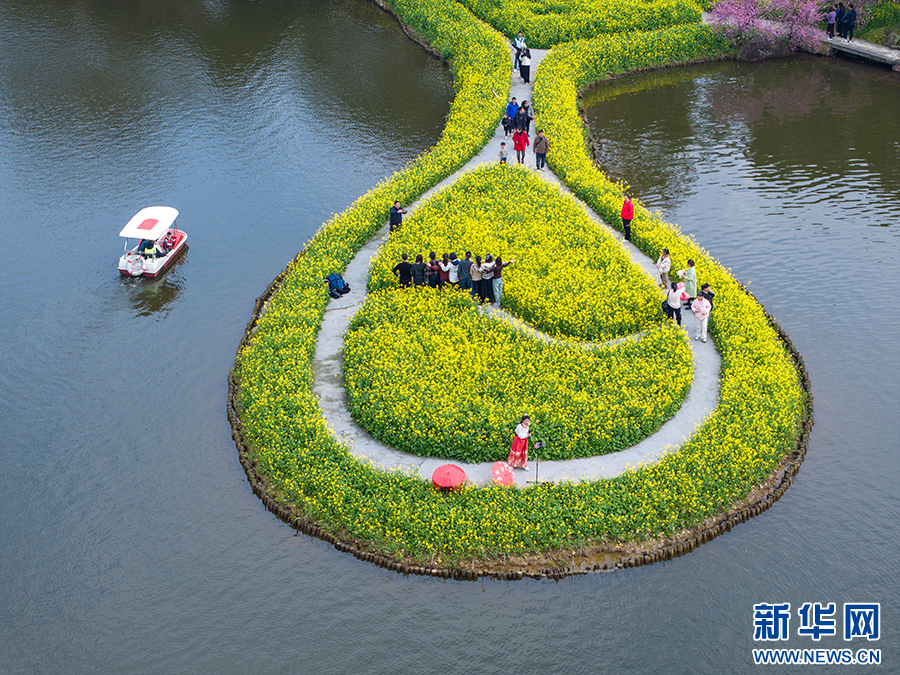 重庆巴南：花海踏春景如画