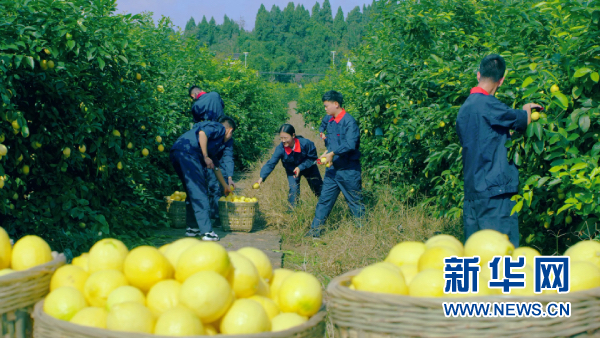 城市远洋【区县联动】【潼南】重庆潼南国际柠檬节开幕 力争形成百亿级产业链