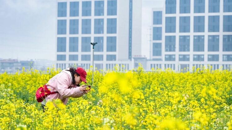 金华金东：油菜花开遍地“金”_fororder_微信图片_20240317145018