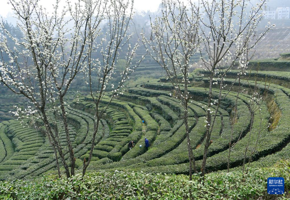 三峡库区早春茶开采