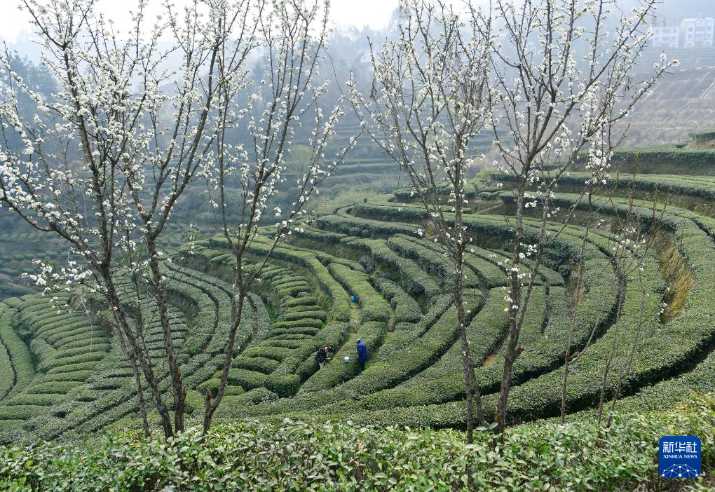 三峡库区早春茶开采