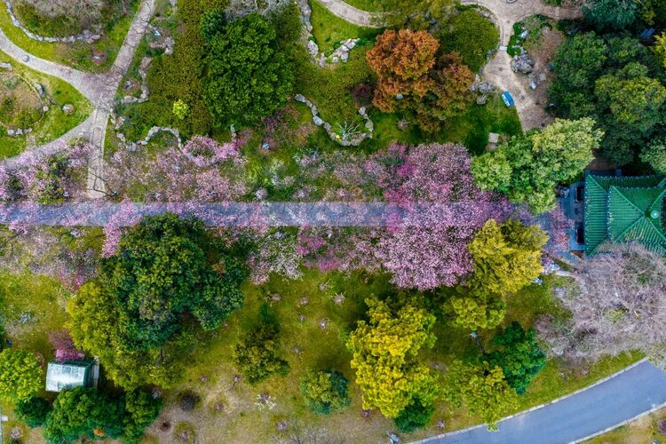 春日百花，如何“一路繁花”？