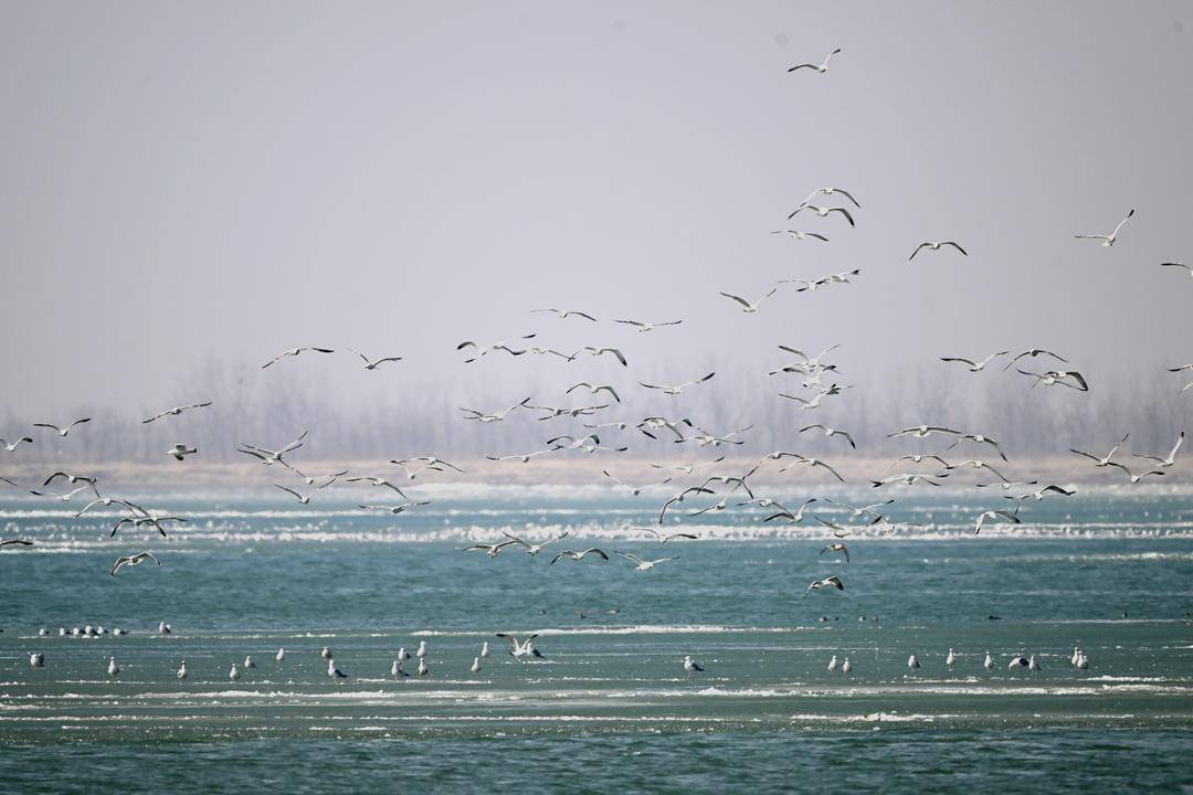 辽河口“鸟浪”来袭