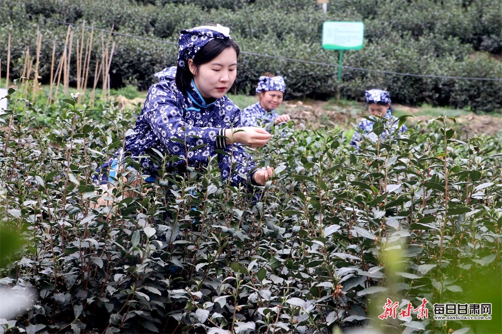 房前花好看 屋后茶飘香 文县春茶开始采摘啦！_fororder_6