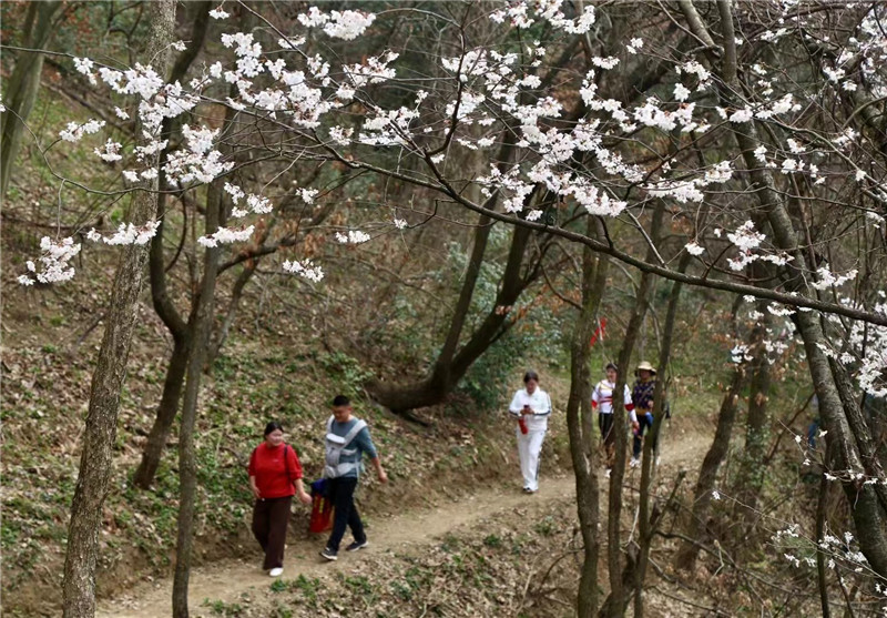 【春日里的河南】樱花起舞 信阳新县邀你“上春山”_fororder_漫步樱花树下  王丽君 摄