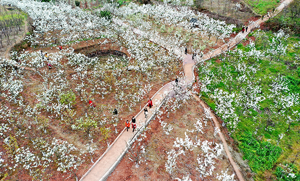 眉山仁寿：梨花如雪春满园_fororder_游客在赏梨花05