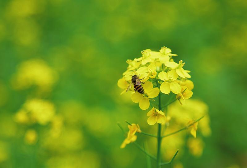 油菜花盛放迎客来 花海中骑行春意浓 中国—东盟稻作文化园美景吸引游客前来打卡