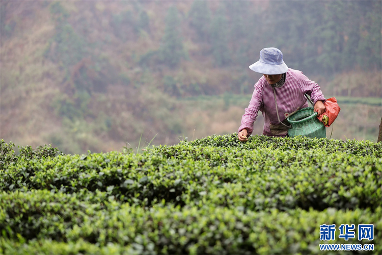 贵州：春茶飘香采摘忙