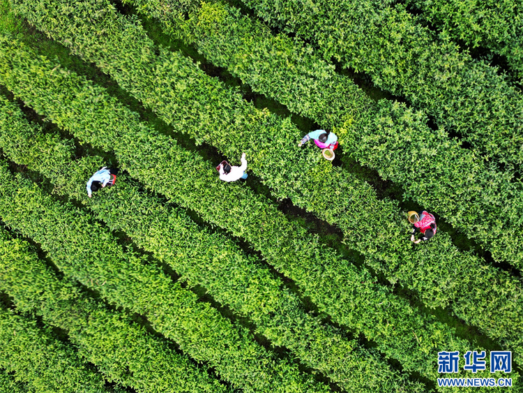 贵州：春茶飘香采摘忙