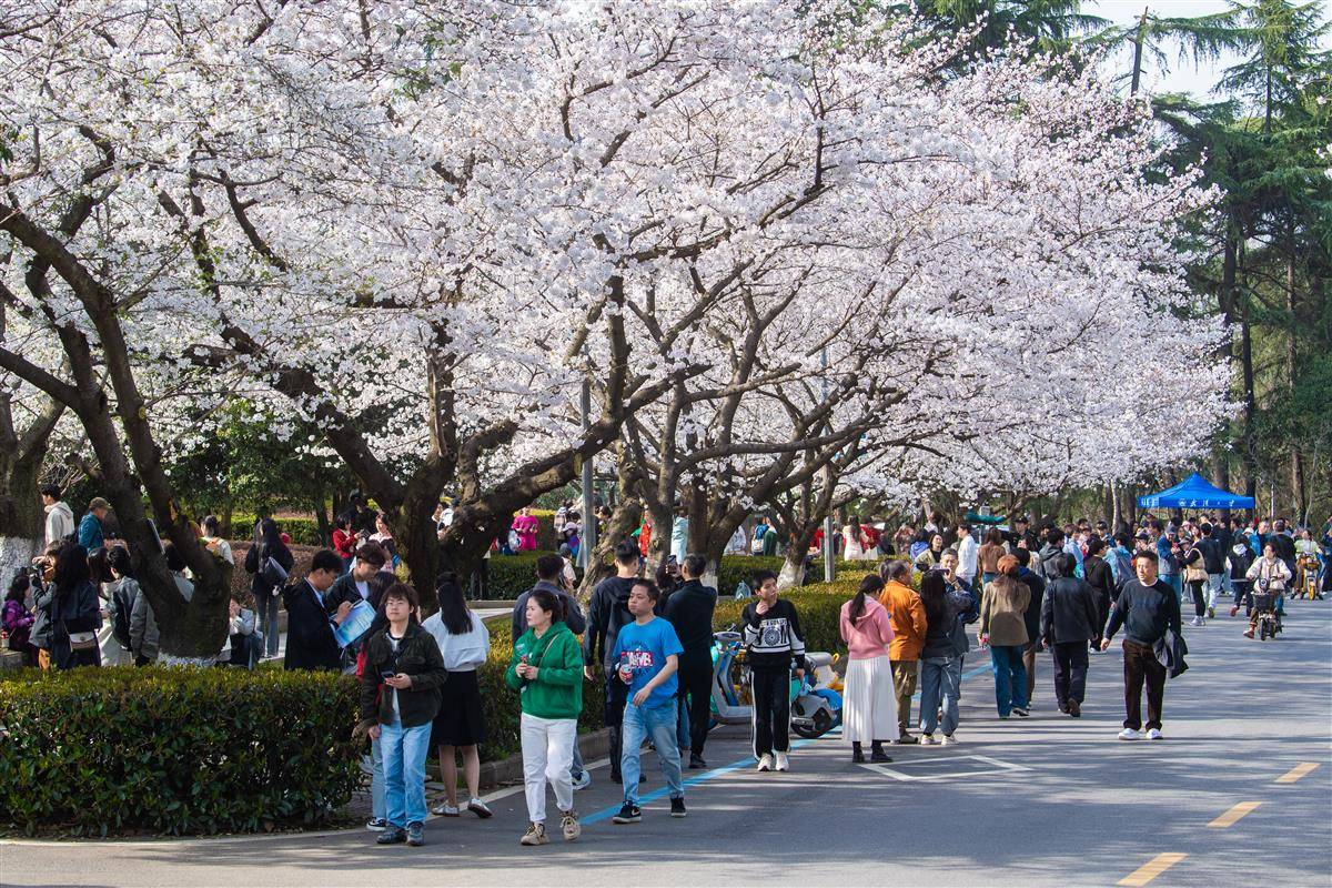 武汉大学樱花盛放