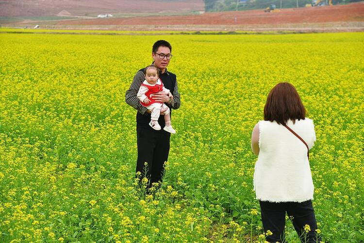 油菜花盛放迎客来 花海中骑行春意浓 中国—东盟稻作文化园美景吸引游客前来打卡