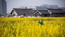 组图｜眉山彭山:油菜花竞相开放