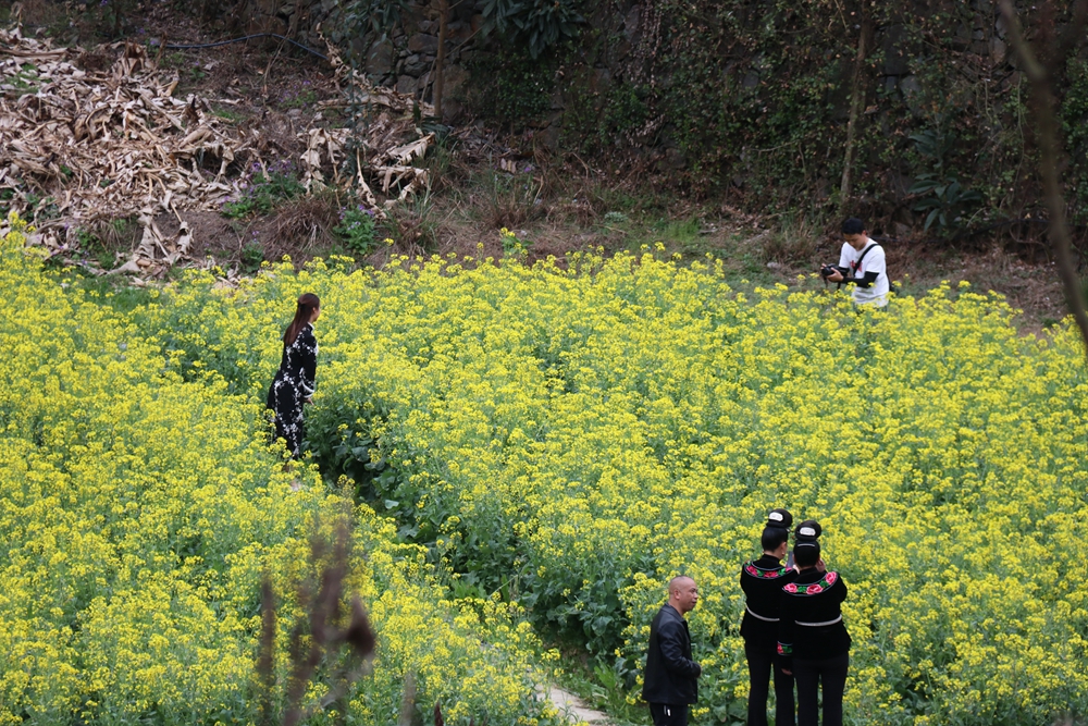 贵州雷山郎德苗寨：油菜花盛景催生“花经济”_fororder_图为游客在旅拍.JPG