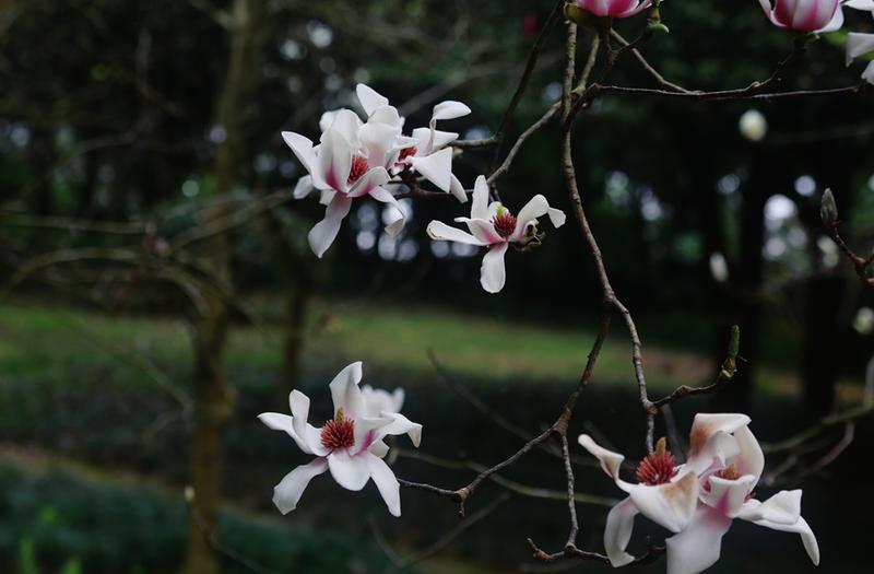 黄花风铃木、金鱼草、玉兰等花卉盛开 青秀山已现春日绚烂