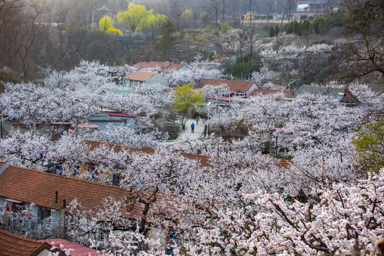 丹东：春花绽放 与鸟潮遥相呼应