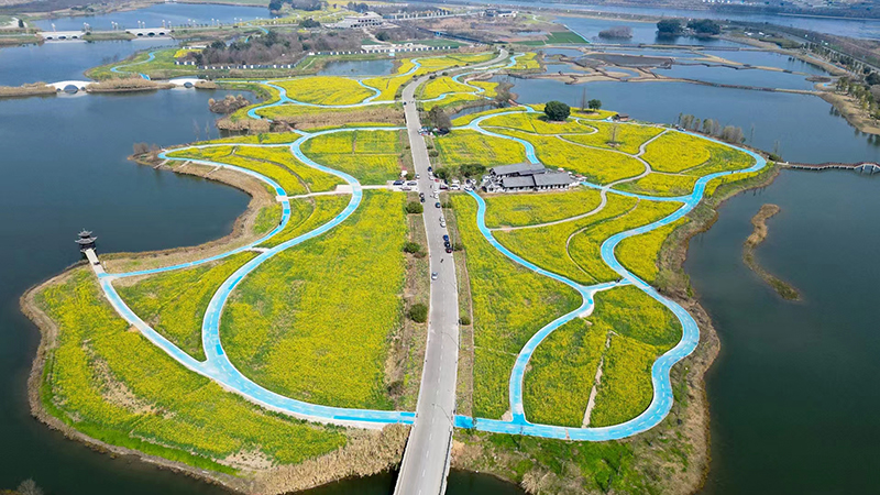 组图｜眉山彭山:油菜花竞相开放_fororder_航拍油菜花田-摄影-翁光建