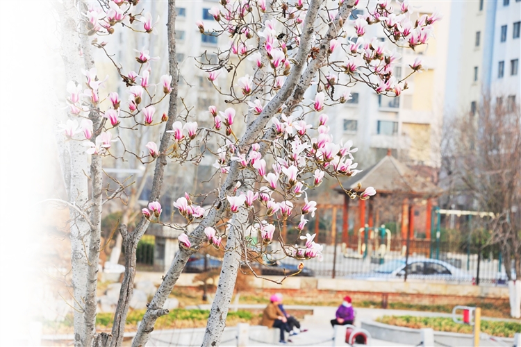 淄博：玉兰花开 春意渐浓