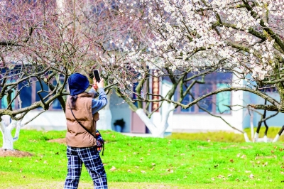 玄武湖百花闹春游园会开启 600多岁明代古梅诉说“缤纷花事”