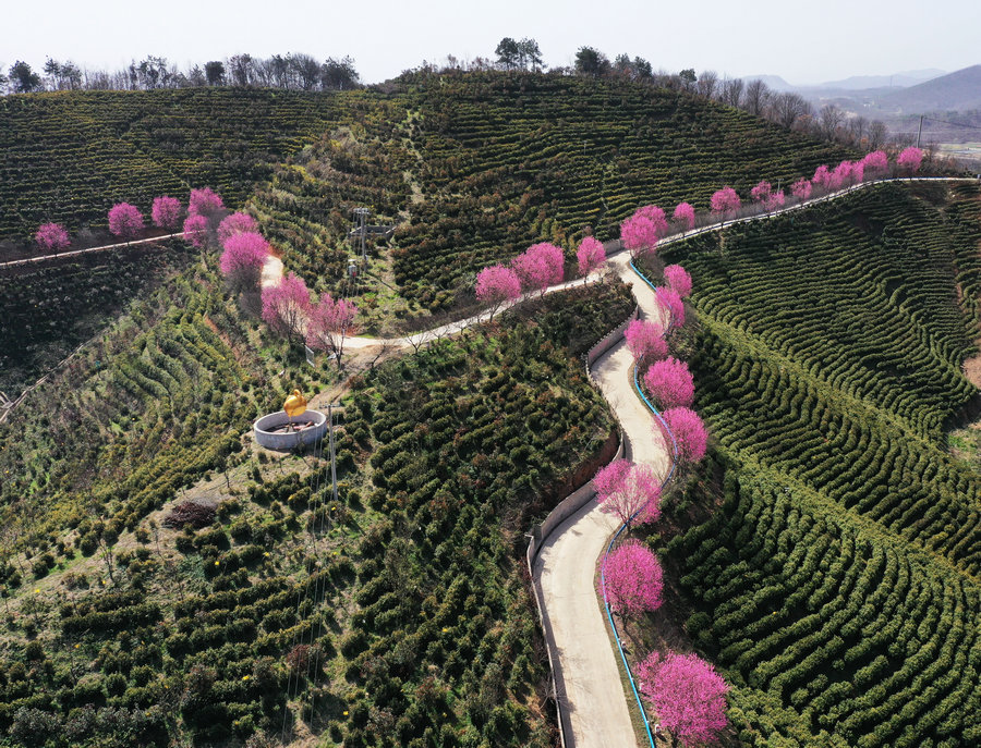 信阳商城：茶园春色浓_fororder_俯瞰茶山美景  李新春摄