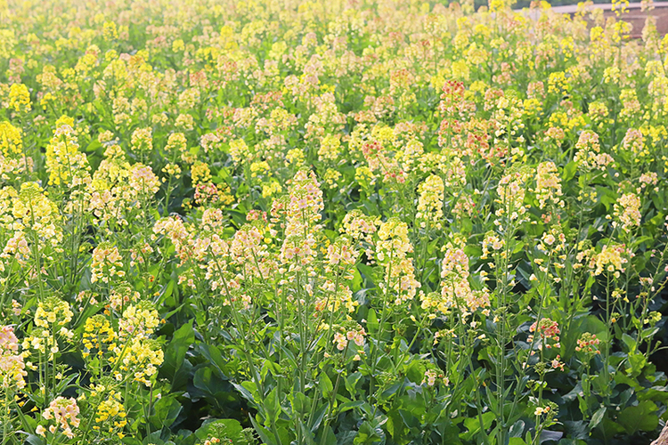 自贡市贡井区五彩油菜花盛开 邀您共赏春日花海_fororder_1盛开的油菜花