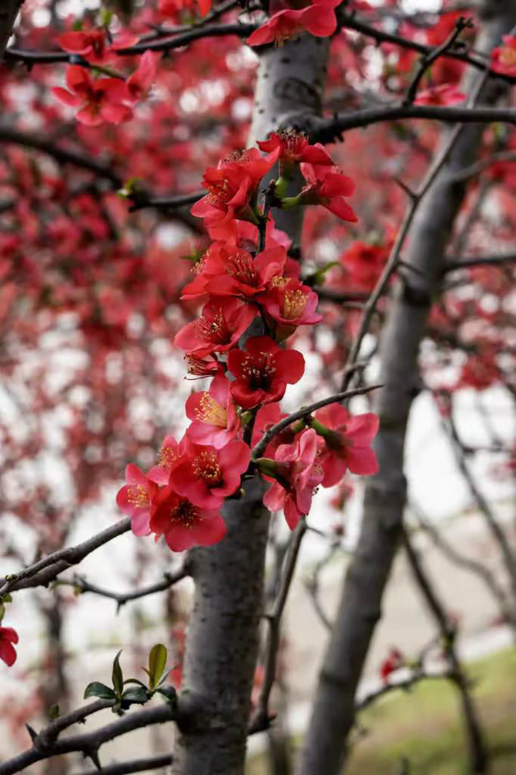 图集|眉山:海棠花开春色浓