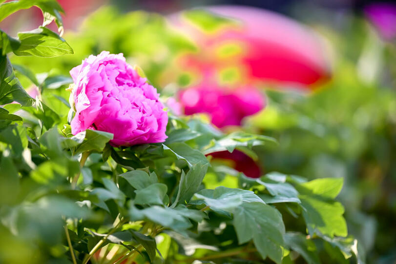 Annual Peony Culture Festival Kicks off in Luoyang, Run until May 5