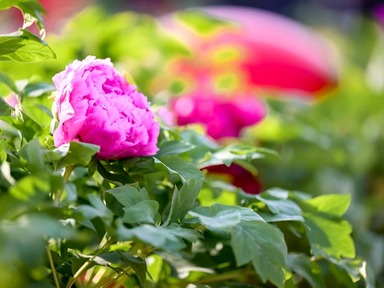 Annual Peony Culture Festival Kicks off in Luoyang, Run until May 5