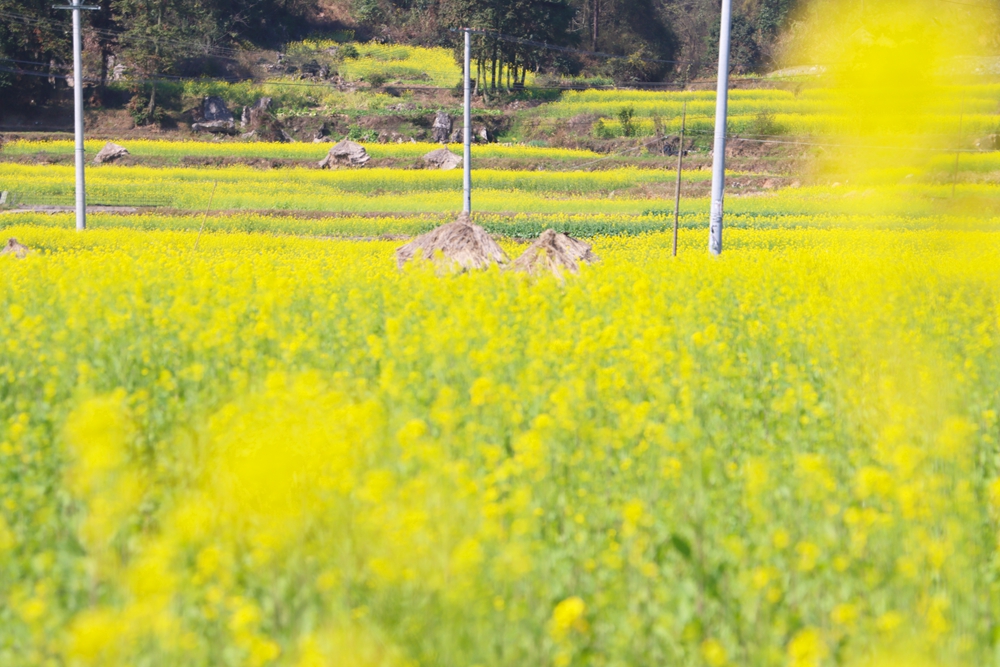 贵州独山：春暖花又开 两千亩油菜迎春开放_fororder_20240220102255-fC0ecp-