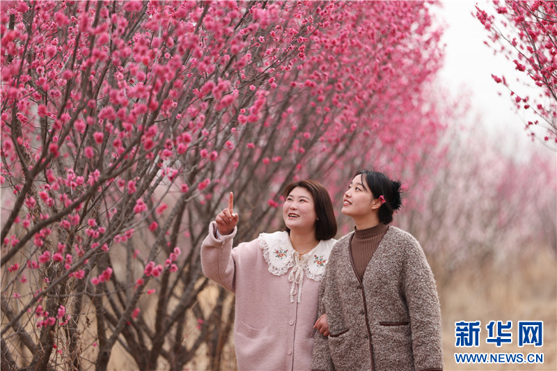 连云港：春光明媚 踏青赏花正当时