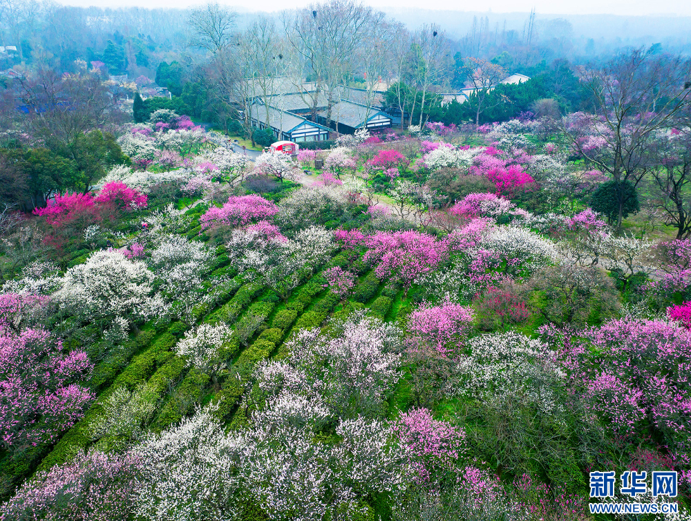 南京：梅花山早梅俏枝头_fororder_20240223_090607_007