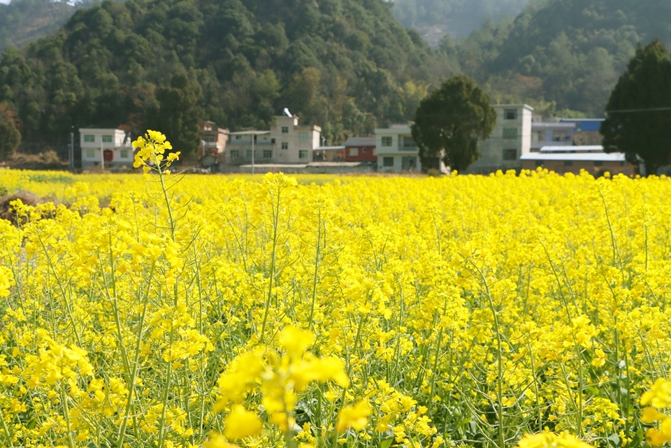 贵州独山：春暖花又开 两千亩油菜迎春开放_fororder_20240220102255-2RJ9GG-