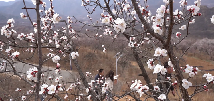 石家庄市鹿泉区：杏花绽放 迎来赏花热潮_fororder_图片 4