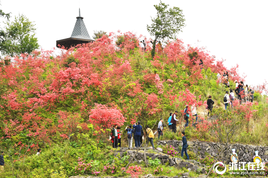 浙中杜鹃谷满山遍野别样红