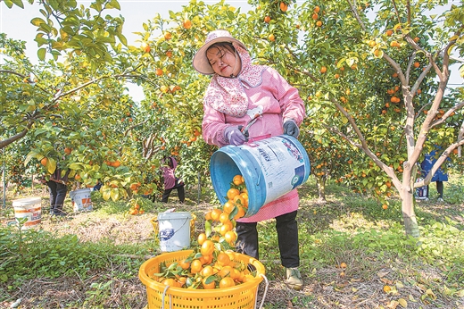 火出圈，中国“果盘子”里的广西故事