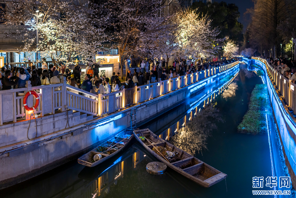 南京：浪漫“夜樱”醉游人 氛围感满满