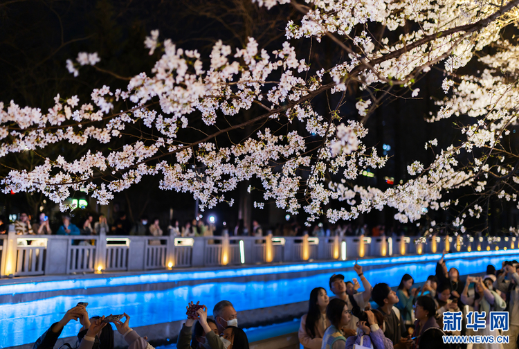 南京：浪漫“夜樱”醉游人 氛围感满满