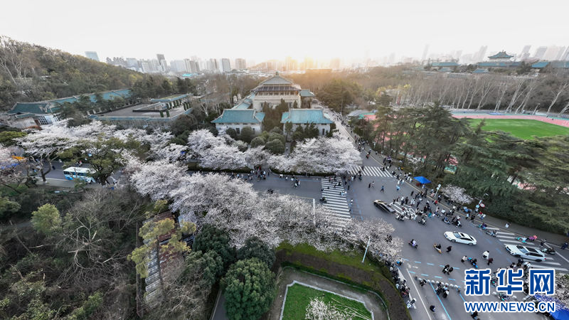 湖北武汉：樱花盛宴 浪漫满春