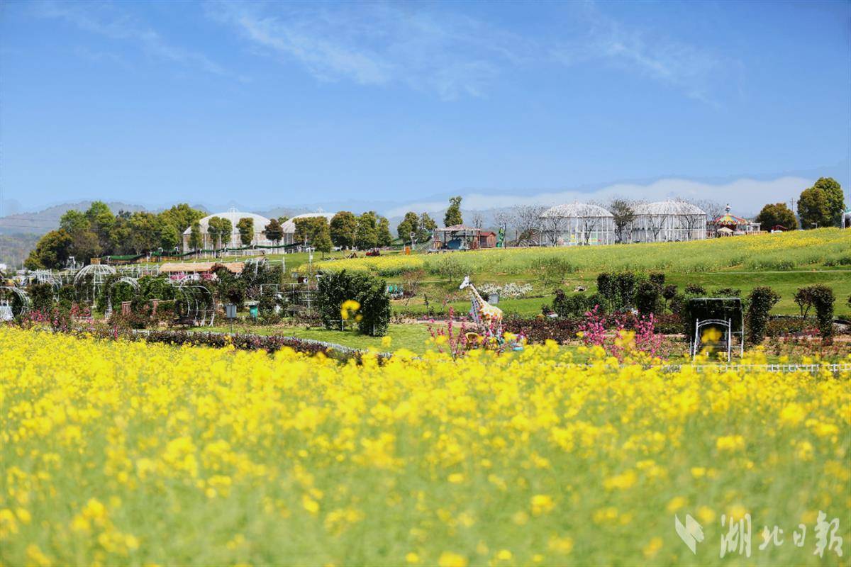 春田花花 湖北文旅集团发布赏花地图