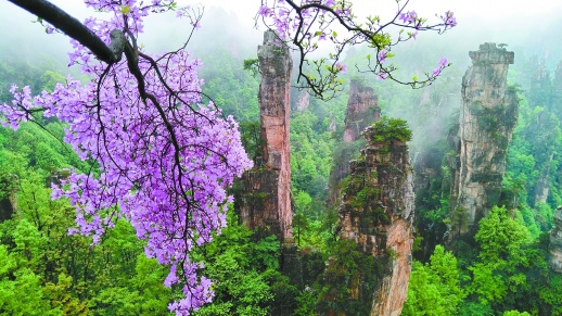 张家界：杜鹃花开映峰林