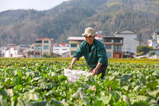 贵州天柱：不误农时不负春 抢抓农时绘“丰”景_fororder_村民在红菜薹基地采收菜薹1.JPG