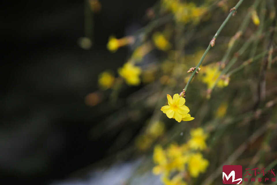 柳芽迎春花“磕CP“，济南的春天真的来了