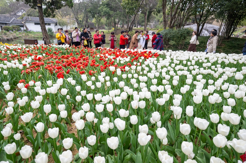 无锡梅园景区：梅园郁金香花开