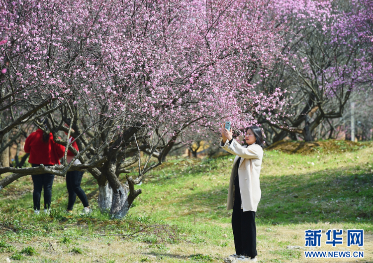 江苏句容：美人梅盛放如画