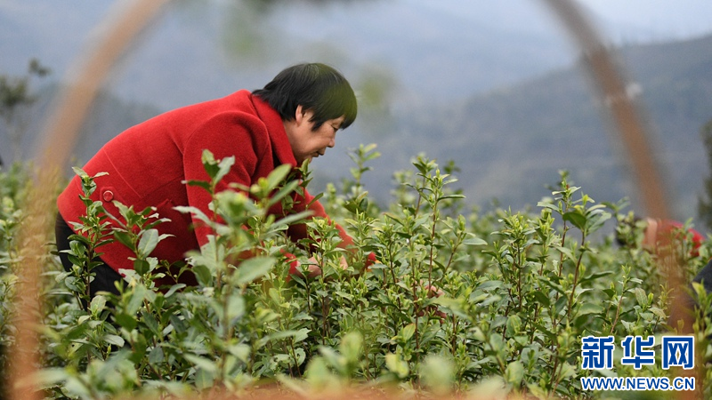 湖北保康：明前茶飘香 茶农采摘忙