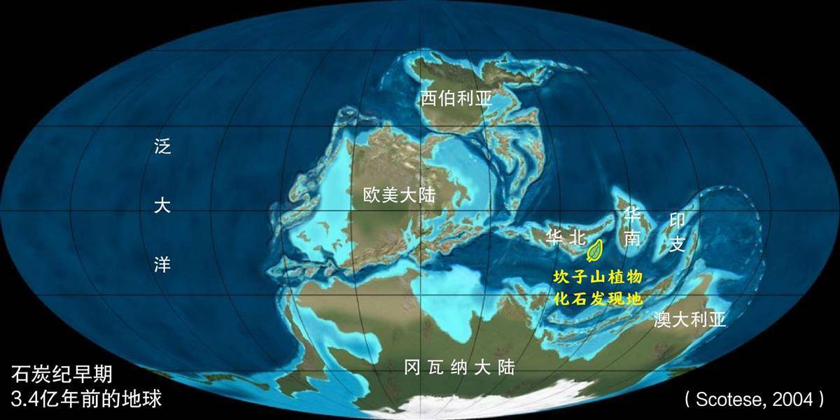 十堰发现3亿多年前古植物化石群，属湖北省首次发现