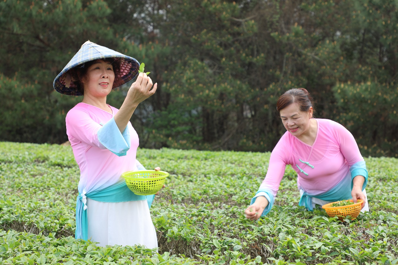 广西龙州：不负好春光 春茶采摘忙_fororder_图片1