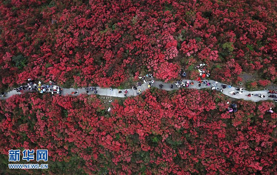 各地：春花盛放