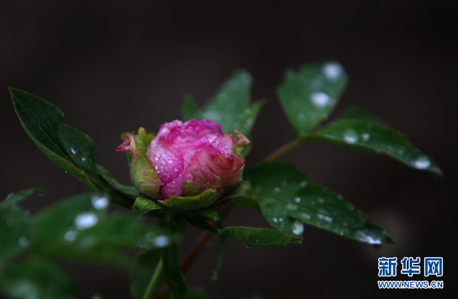 天津：春雨滋润牡丹娇